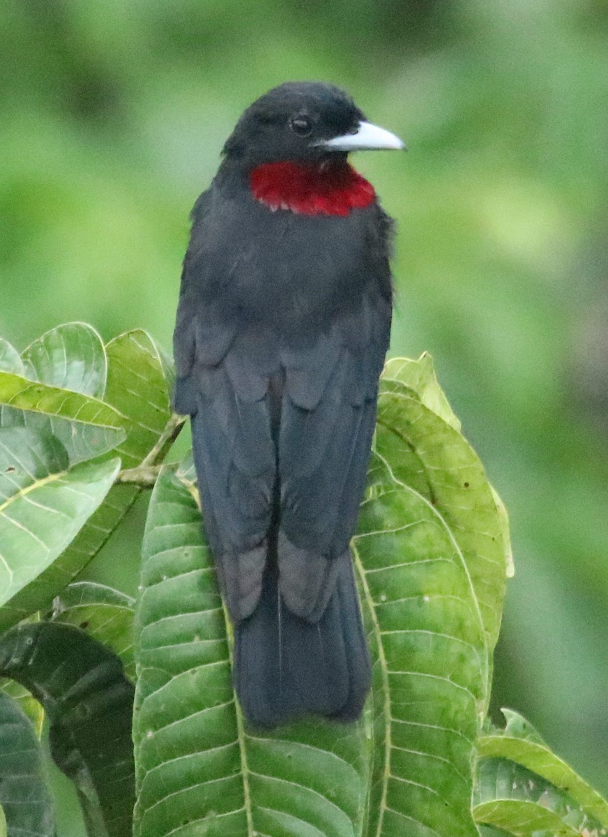 Purple-throated Fruitcrow - ML136833291