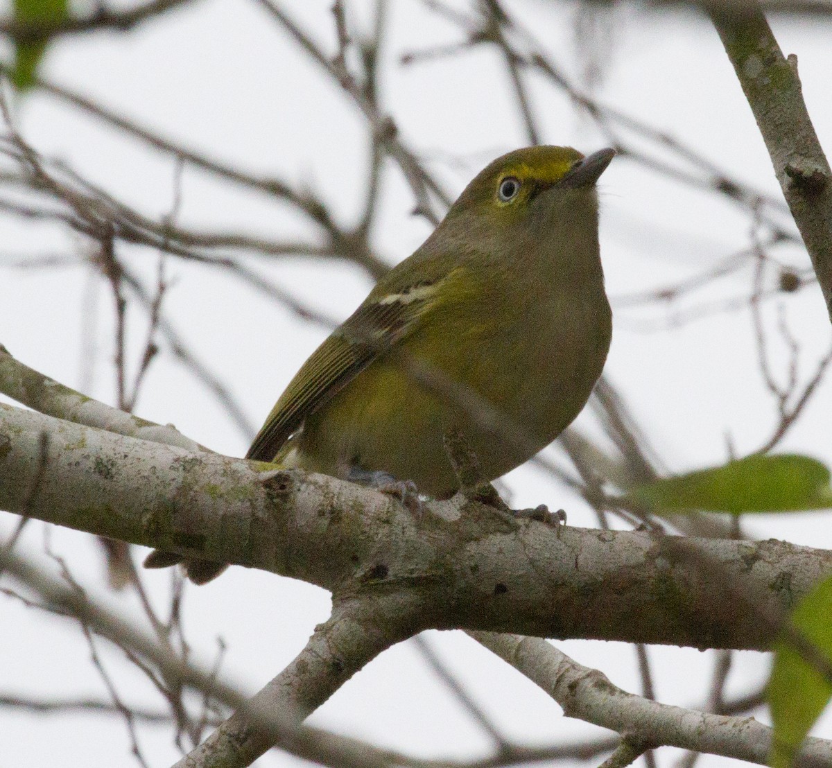 White-eyed Vireo - ML136833401