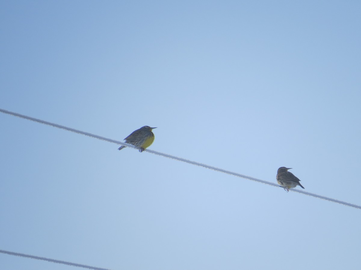 Western Meadowlark - ML136833731