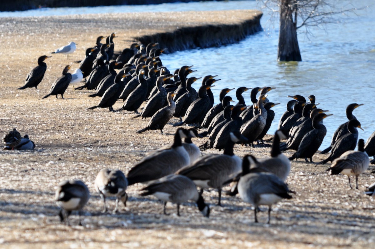 Double-crested Cormorant - ML136834261