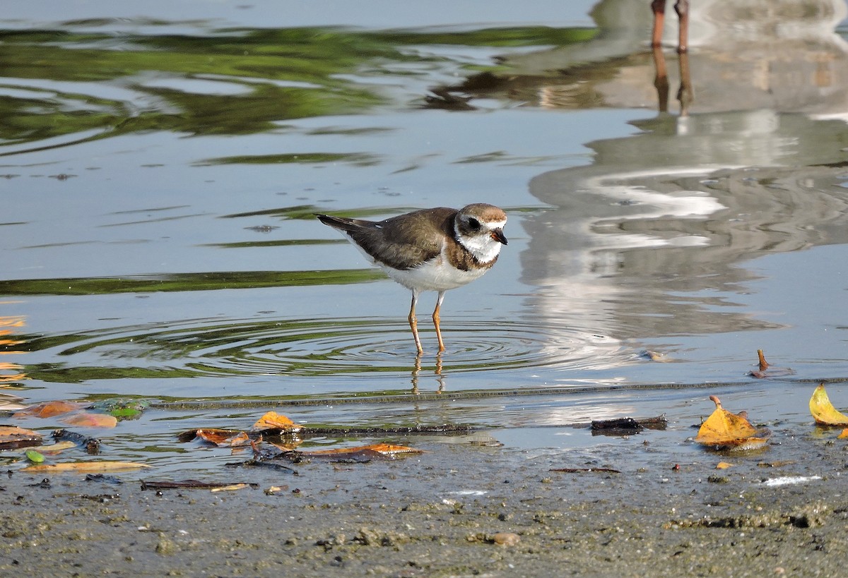 Semipalmated Plover - Nicola Cendron