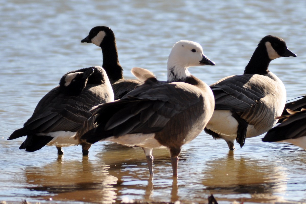 Ross's x Cackling Goose (hybrid) - ML136835331