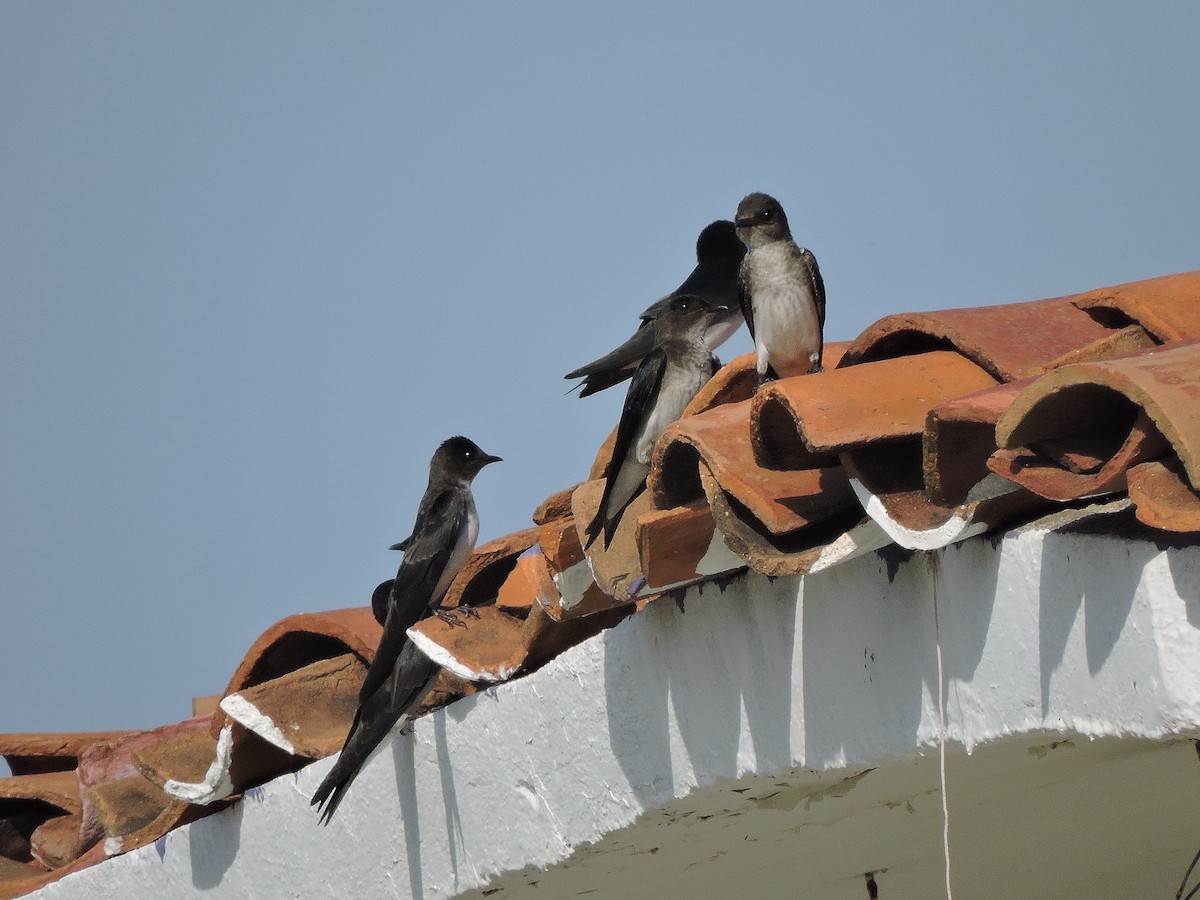 Gray-breasted Martin - ML136835461