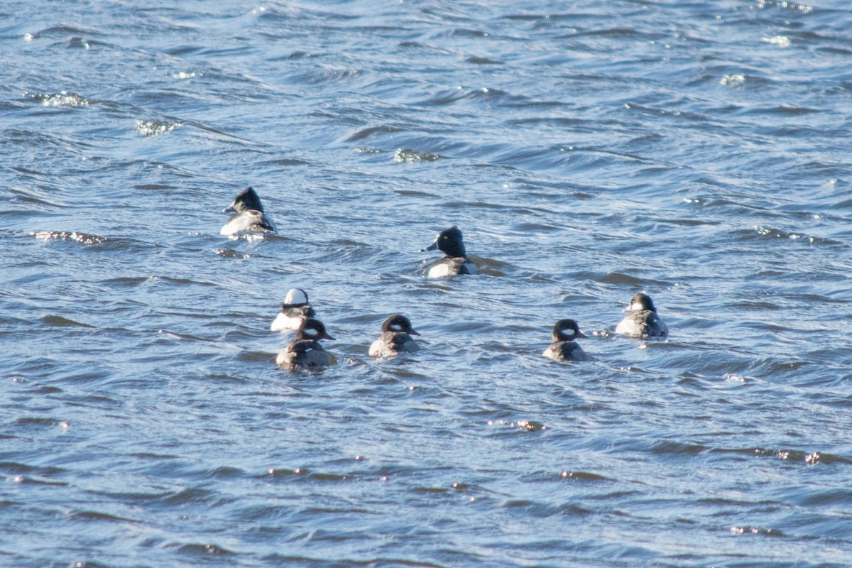 Bufflehead - Ben Collins