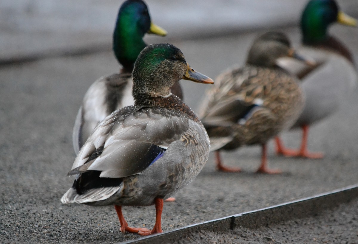 Mallard - ML136836081