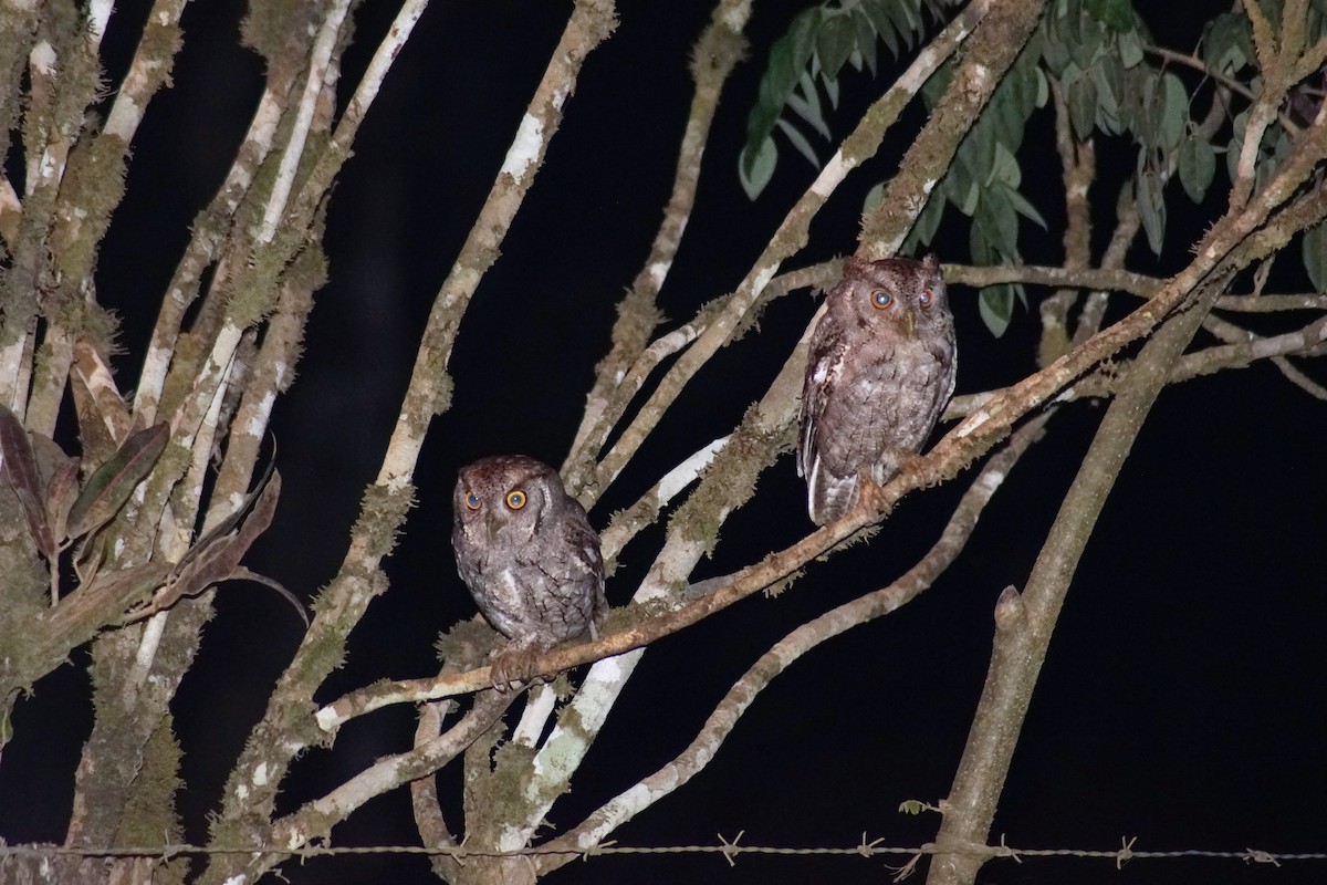 Pacific Screech-Owl - Peter Kavouras