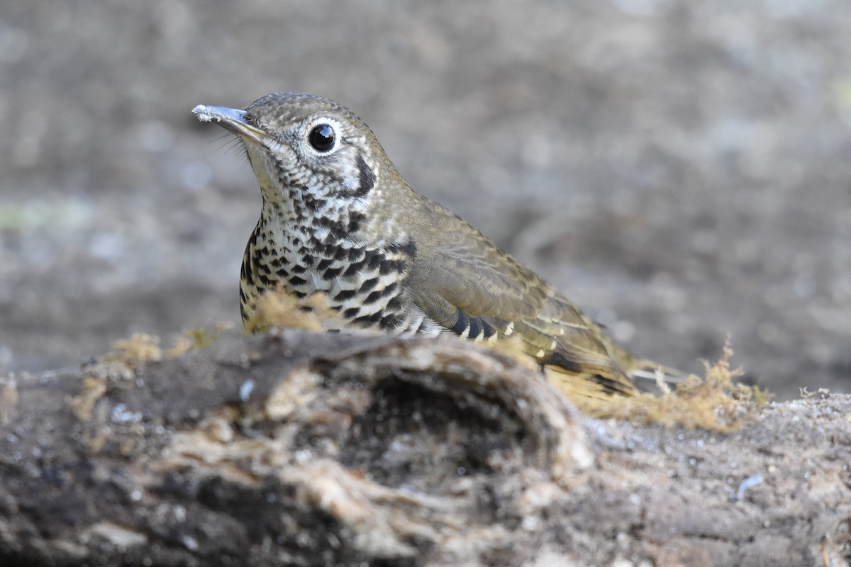 Long-tailed Thrush - ML136839761