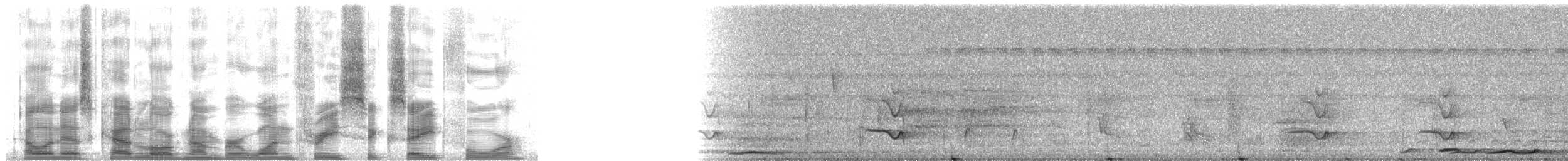 Bluish-slate Antshrike - ML13684