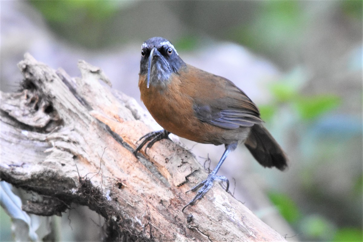 Slender-billed Scimitar-Babbler - ML136840661