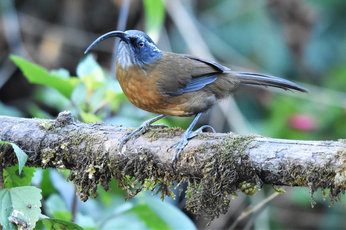 Slender-billed Scimitar-Babbler - ML136840681