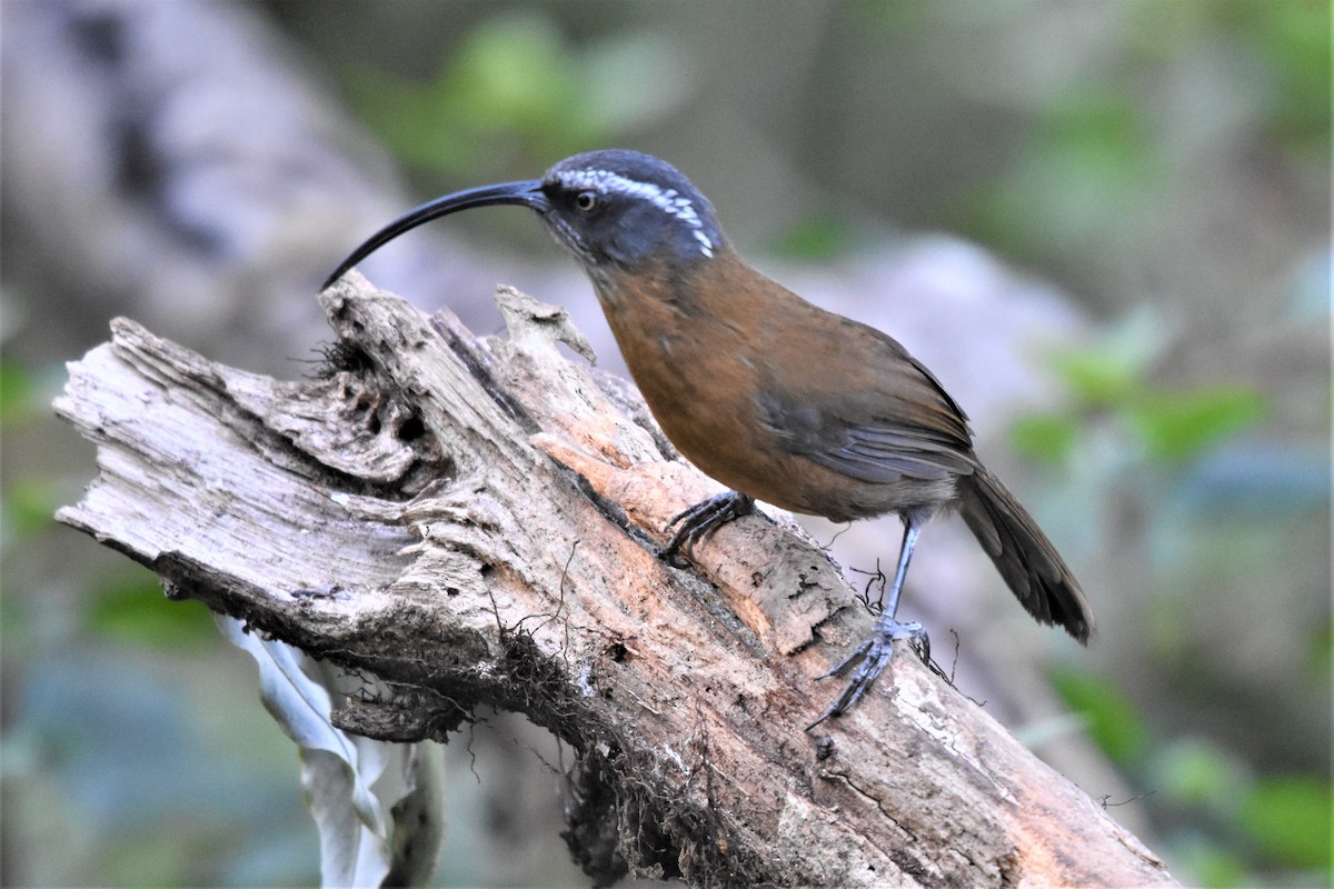 Slender-billed Scimitar-Babbler - ML136840691