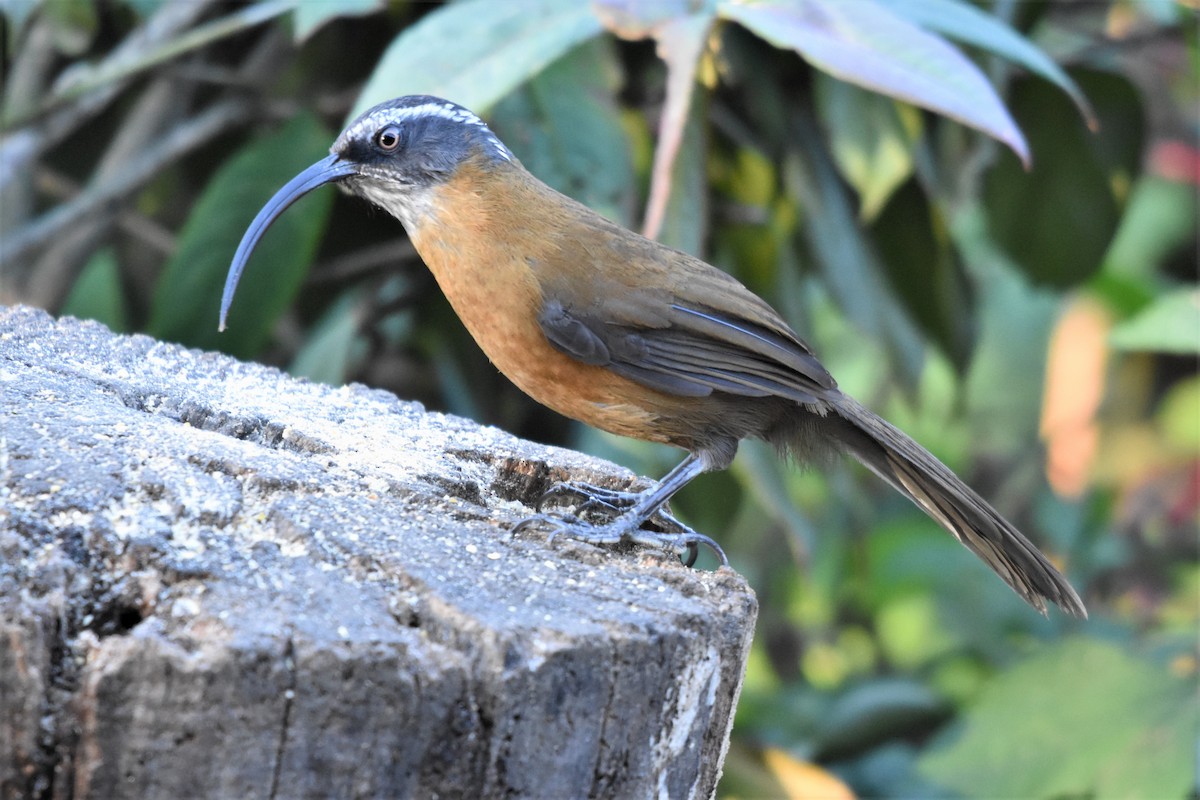 Slender-billed Scimitar-Babbler - ML136840731