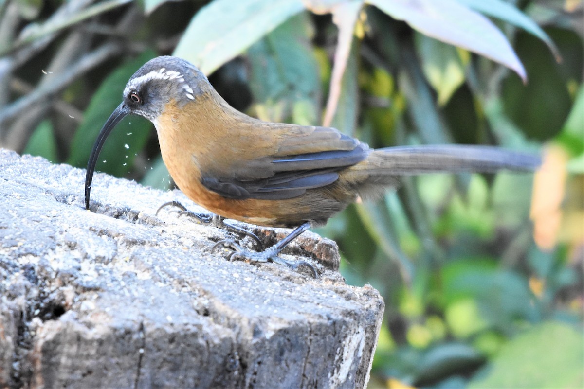 Slender-billed Scimitar-Babbler - ML136840741