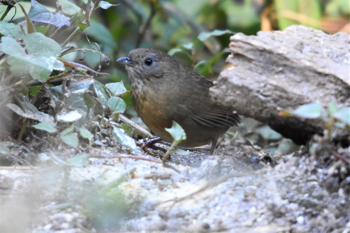 Spot-throated Babbler - ML136840911