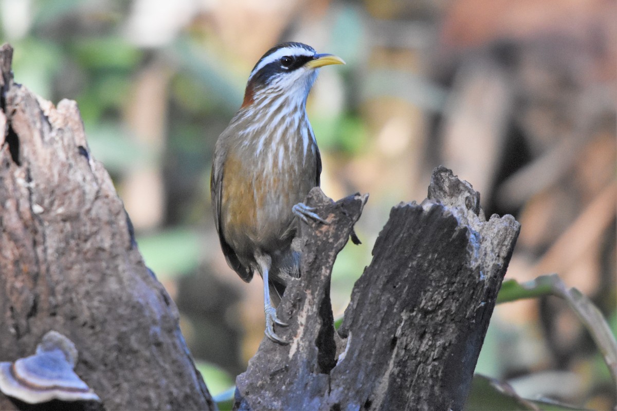 Streak-breasted Scimitar-Babbler - ML136841191