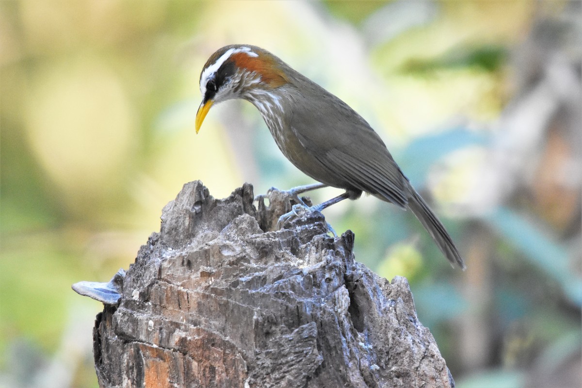 Streak-breasted Scimitar-Babbler - ML136841211