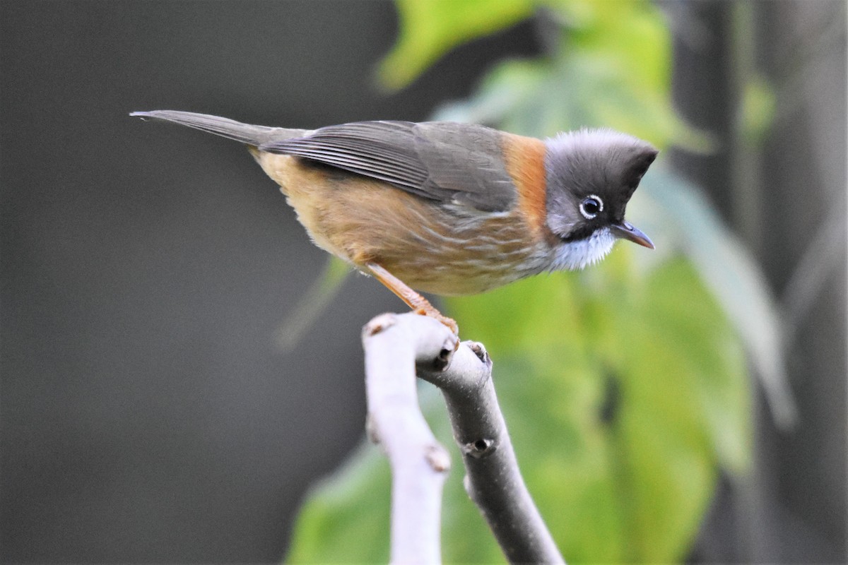 Yuhina à cou roux - ML136841241