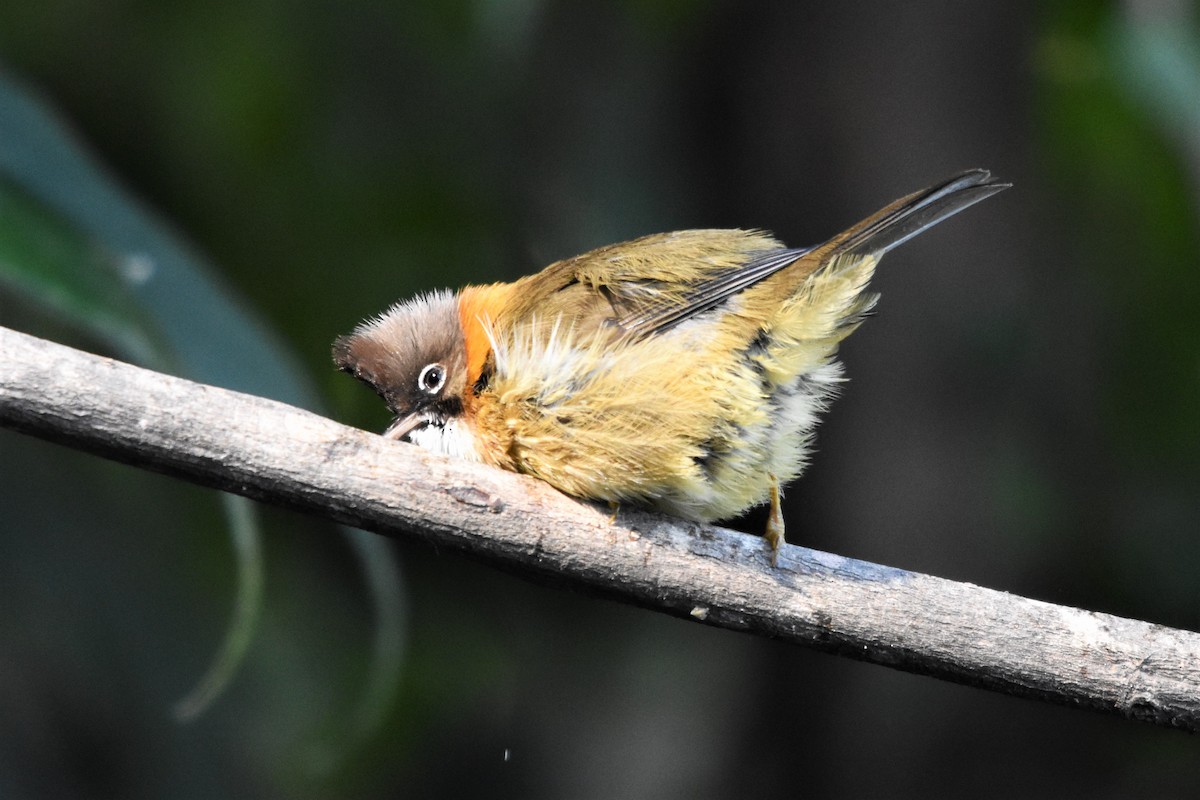 Whiskered Yuhina - ML136841271