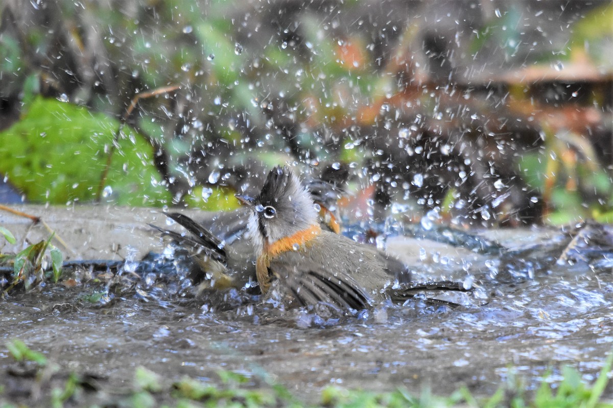 Whiskered Yuhina - ML136841311