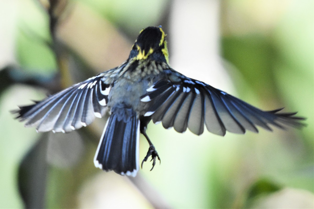 Yellow-cheeked Tit - ML136841331