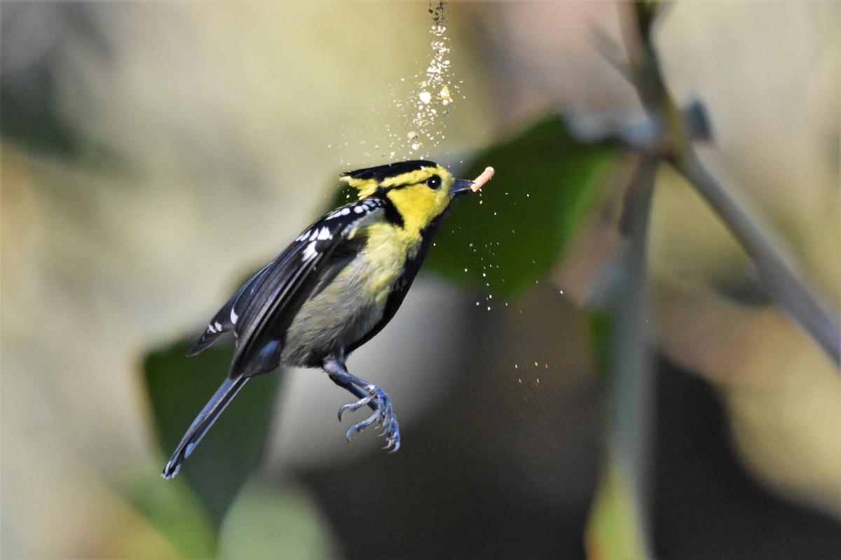 Yellow-cheeked Tit - ML136841371