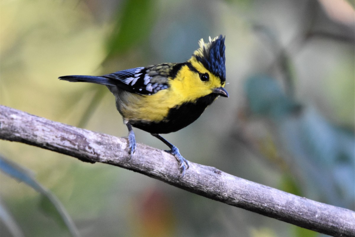 Yellow-cheeked Tit - ML136841411