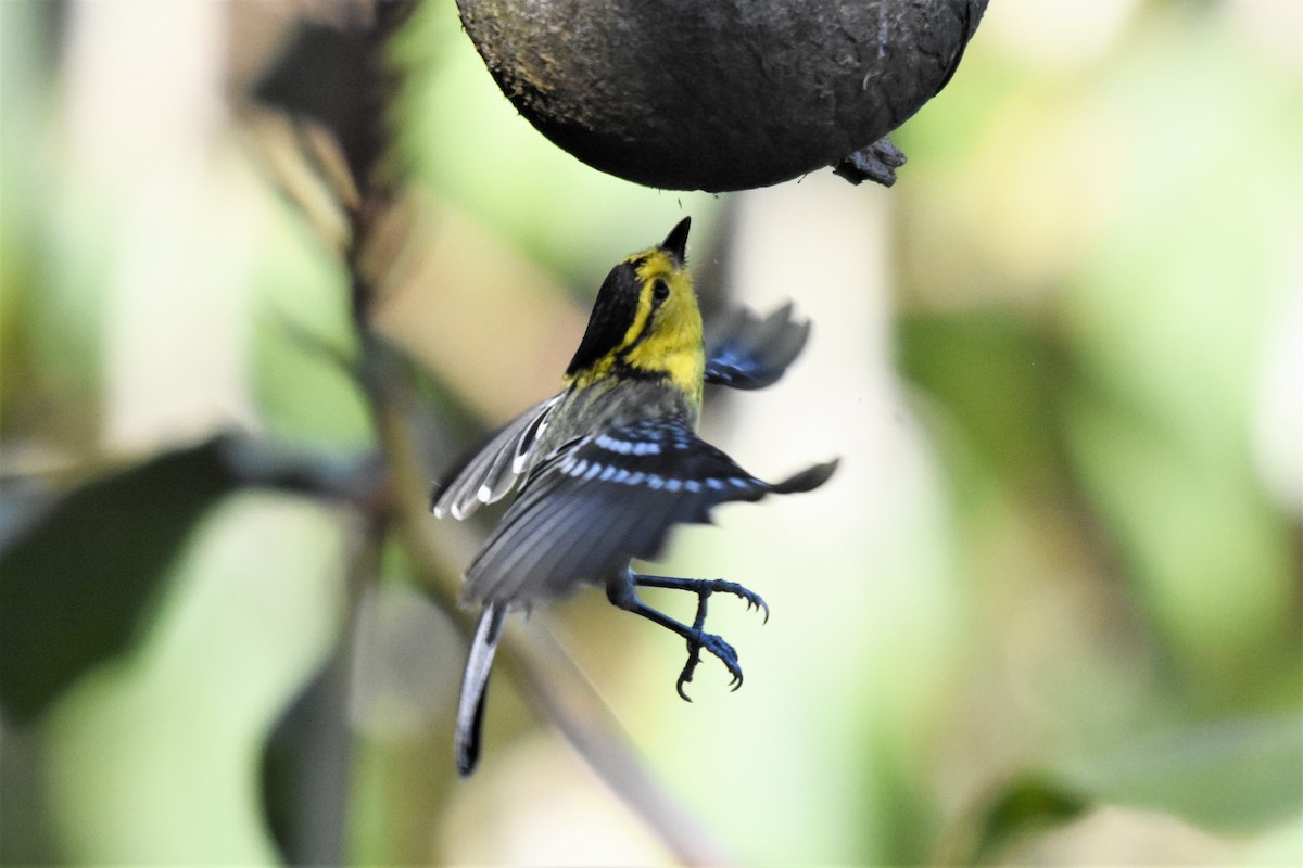 Mésange à dos tacheté - ML136841421