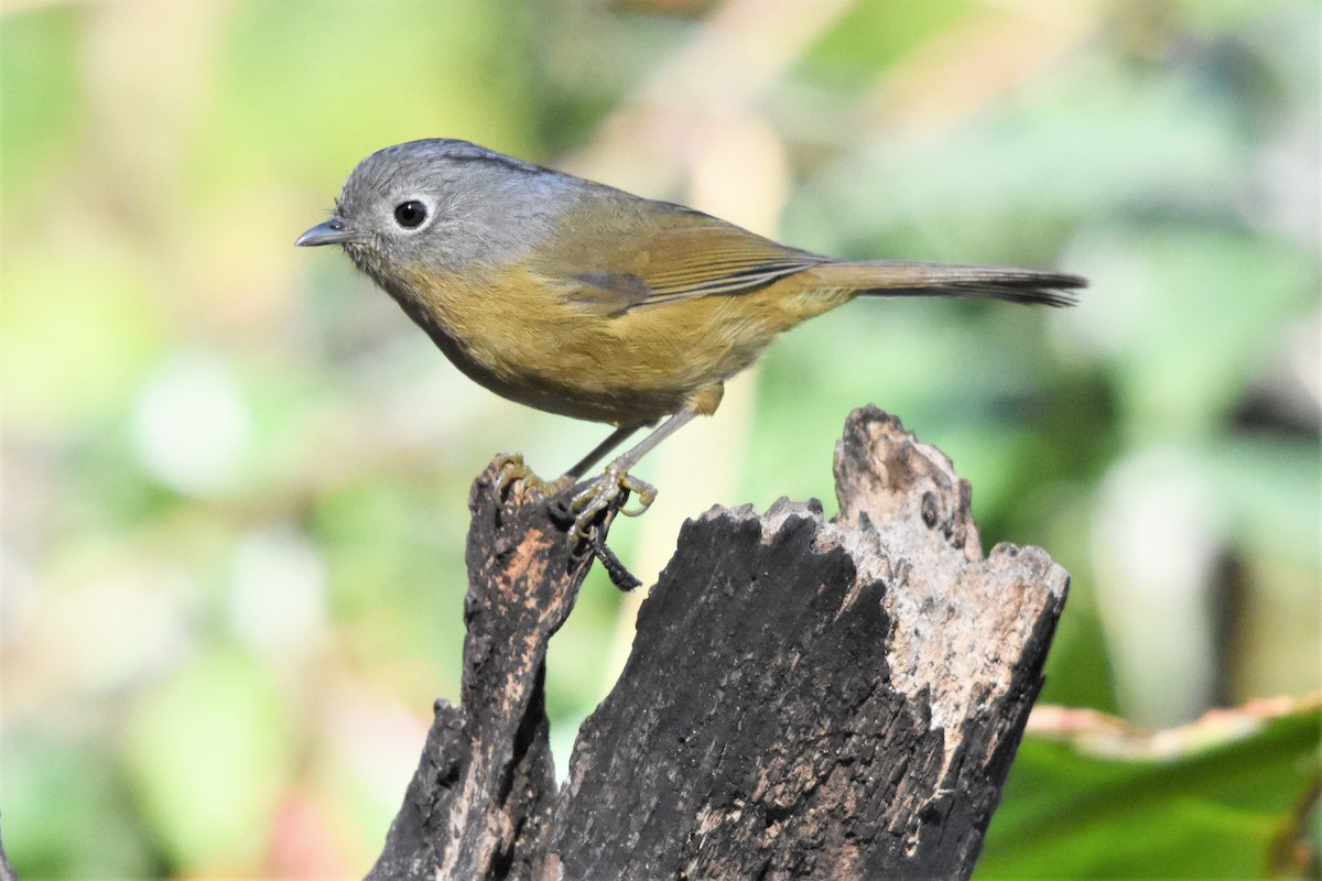 Yunnan Fulvetta - Steve Bale