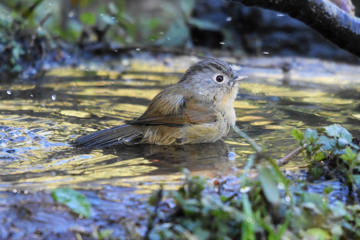 Yunnan Fulvetta - ML136841461