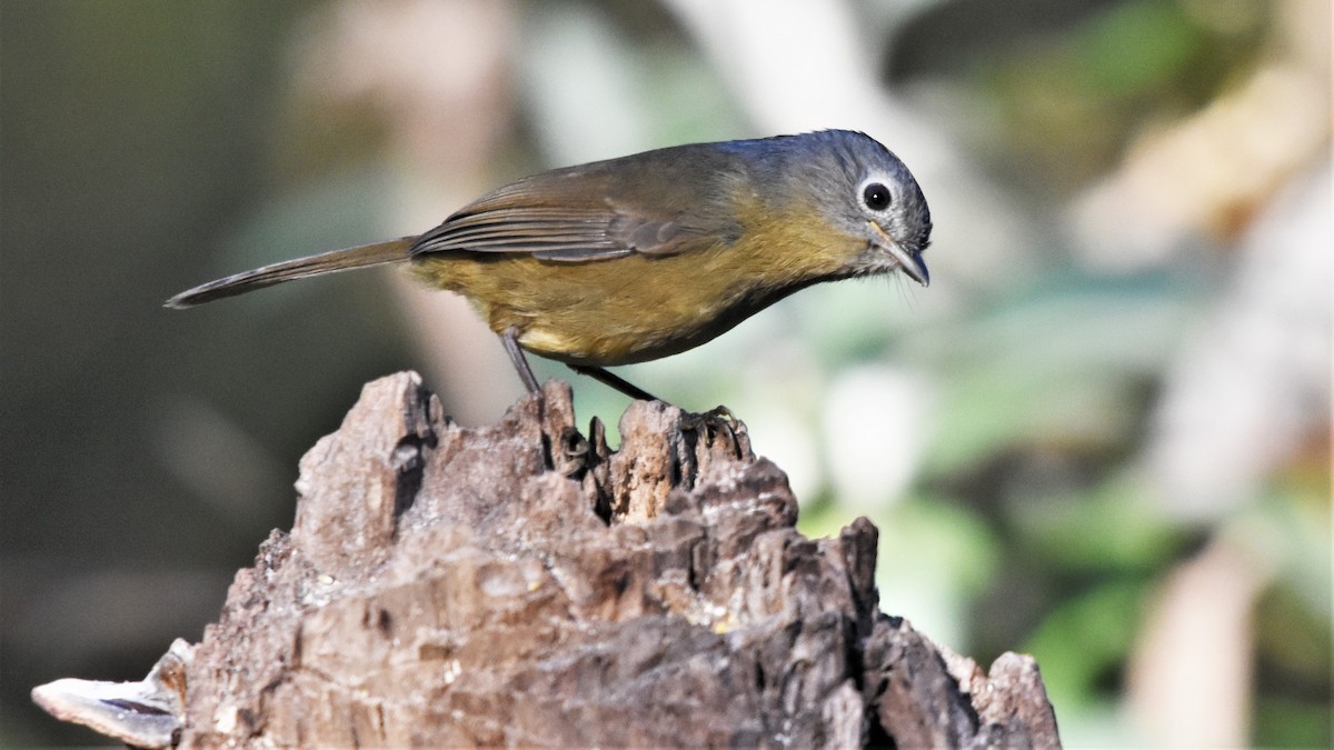 Yunnan Fulvetta - ML136841471