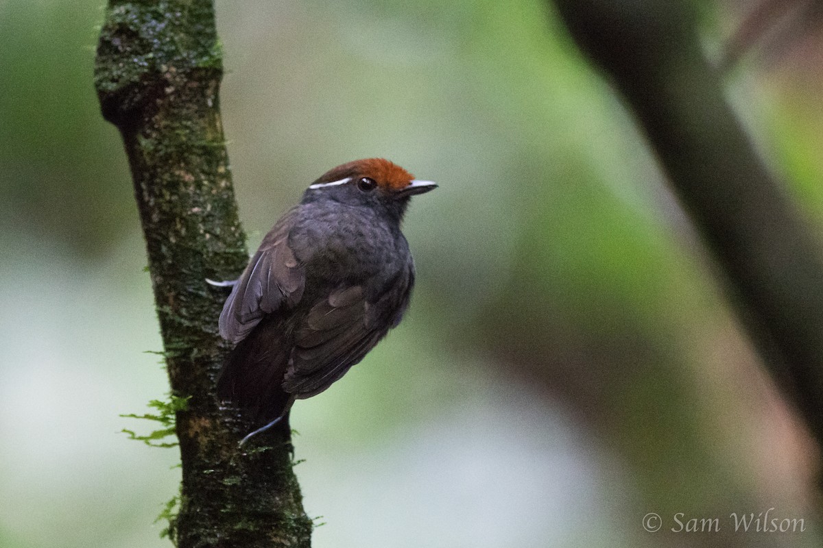 Chestnut-crowned Gnateater - Sam Wilson