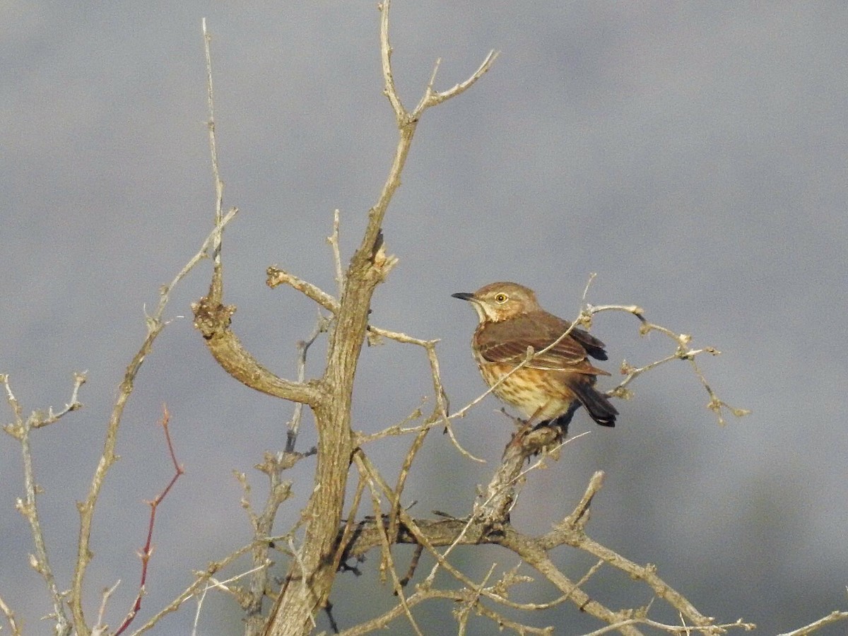 Sage Thrasher - ML136845241