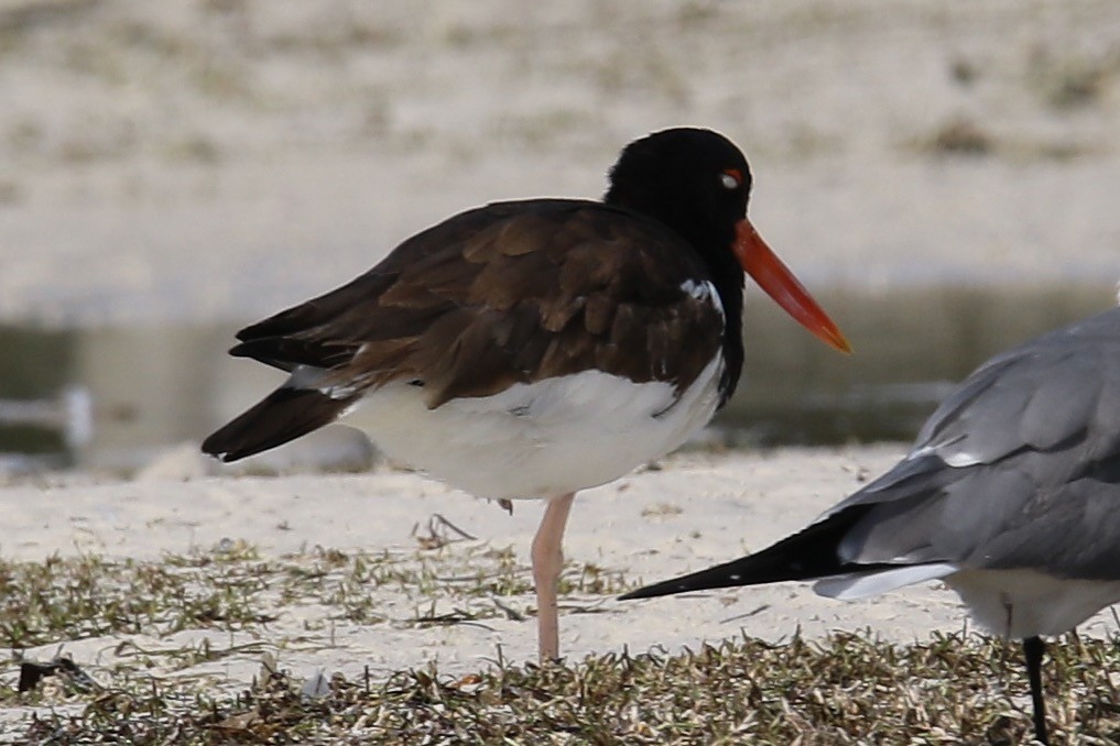 American Oystercatcher - ML136847921