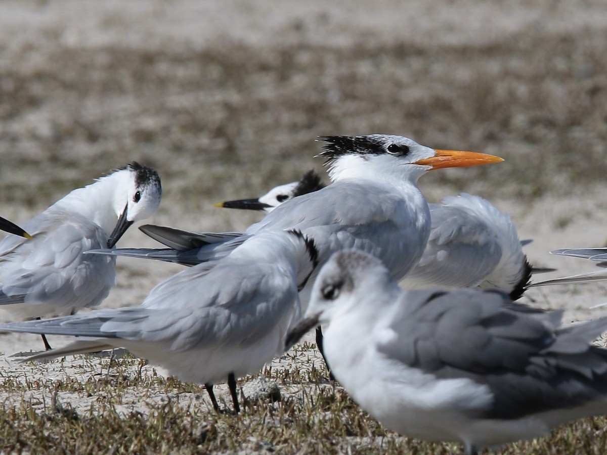 Royal Tern - ML136848131