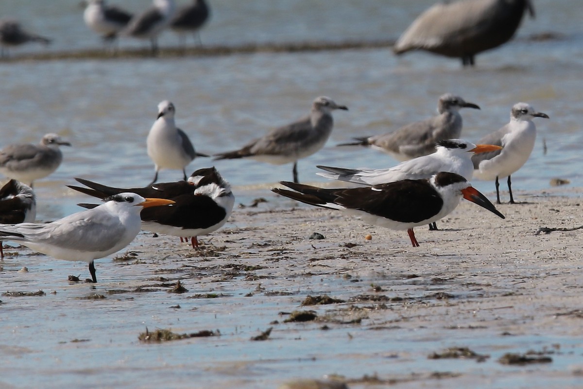 Black Skimmer - ML136848211