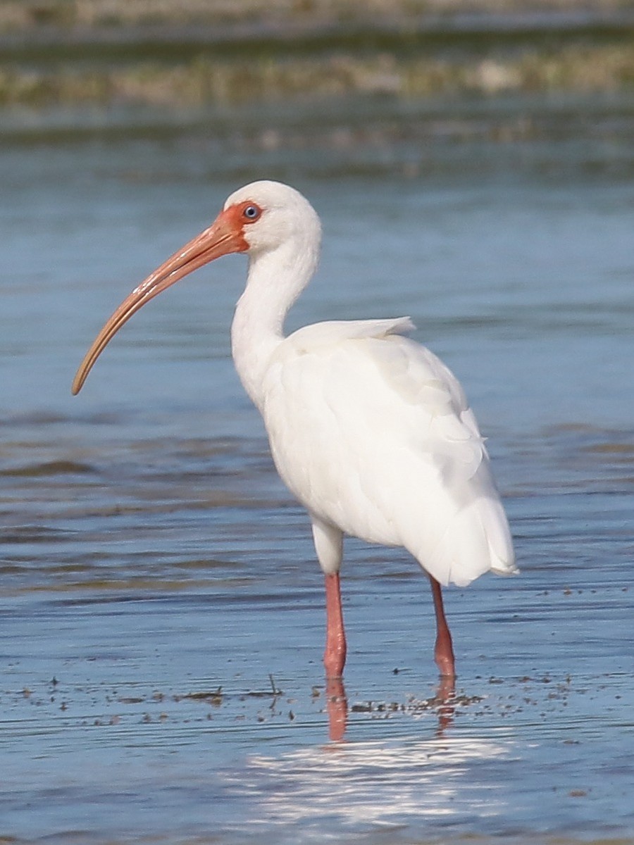 Ibis blanc - ML136848251