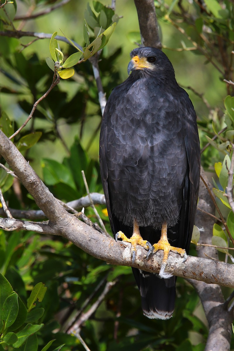 Common Black Hawk - ML136848311