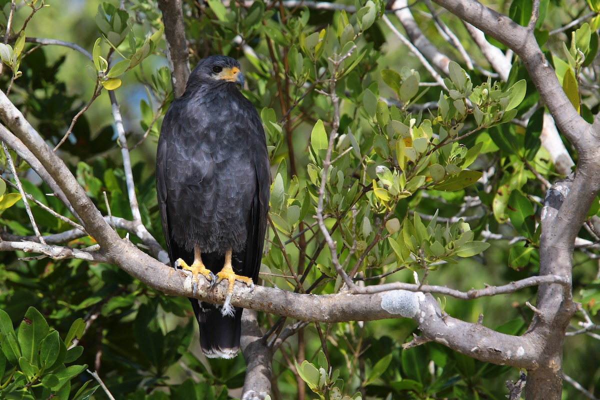 Common Black Hawk - Anonymous