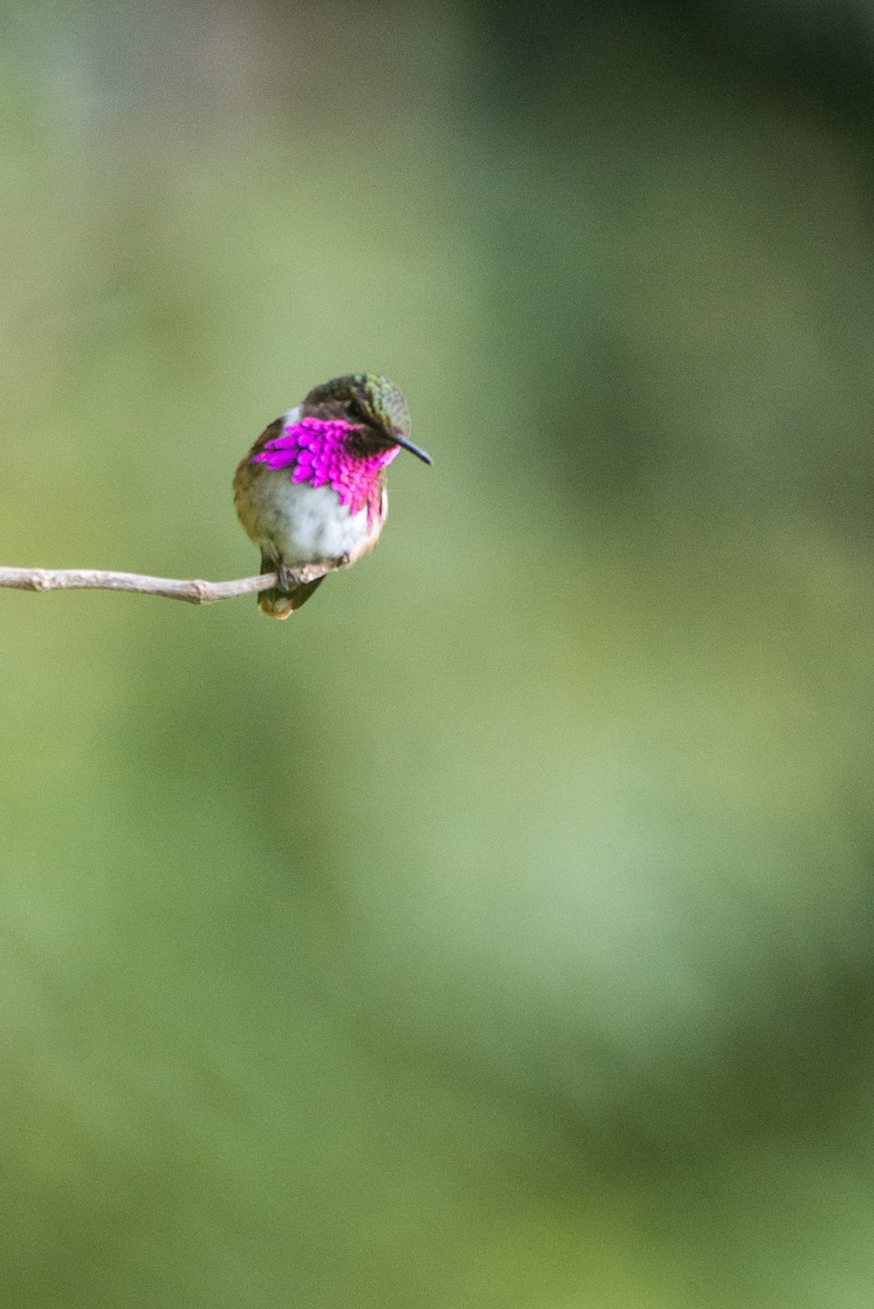 Wine-throated Hummingbird - José de Jesús Moreno Navarro