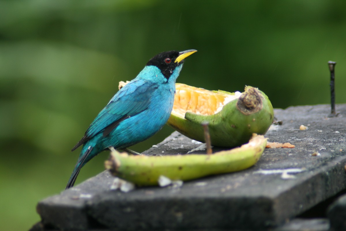 Green Honeycreeper - Ken Burton