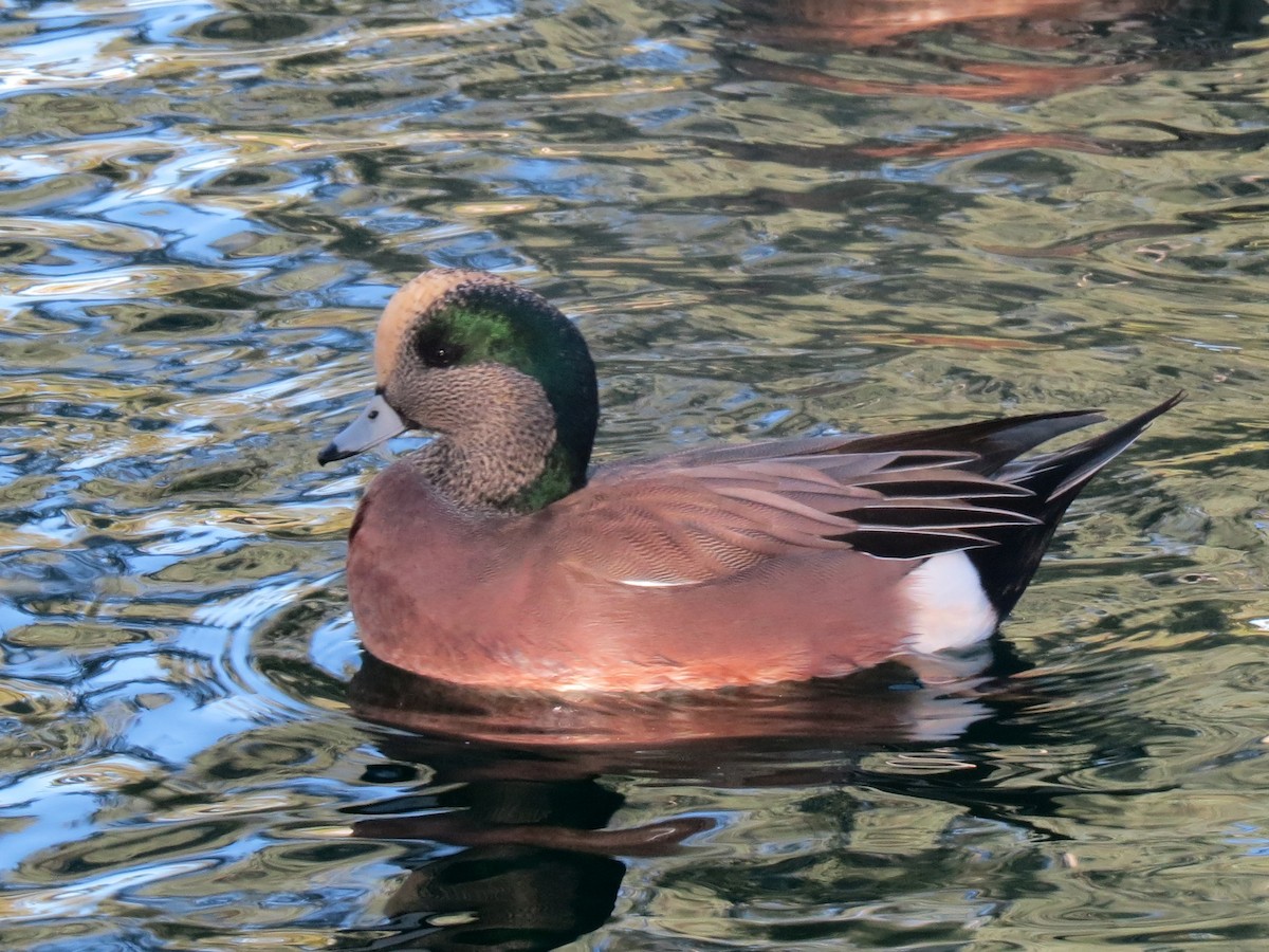 American Wigeon - ML136849701