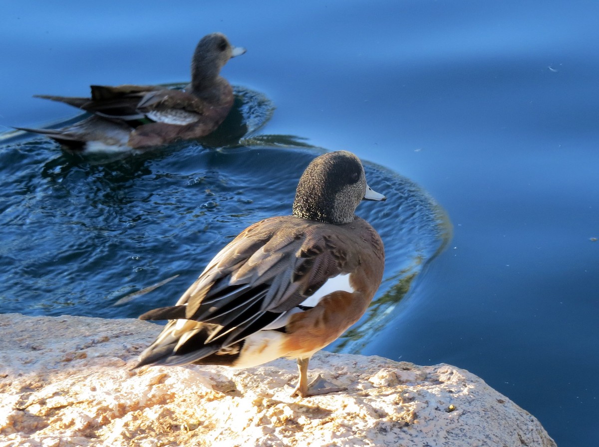 American Wigeon - ML136849731