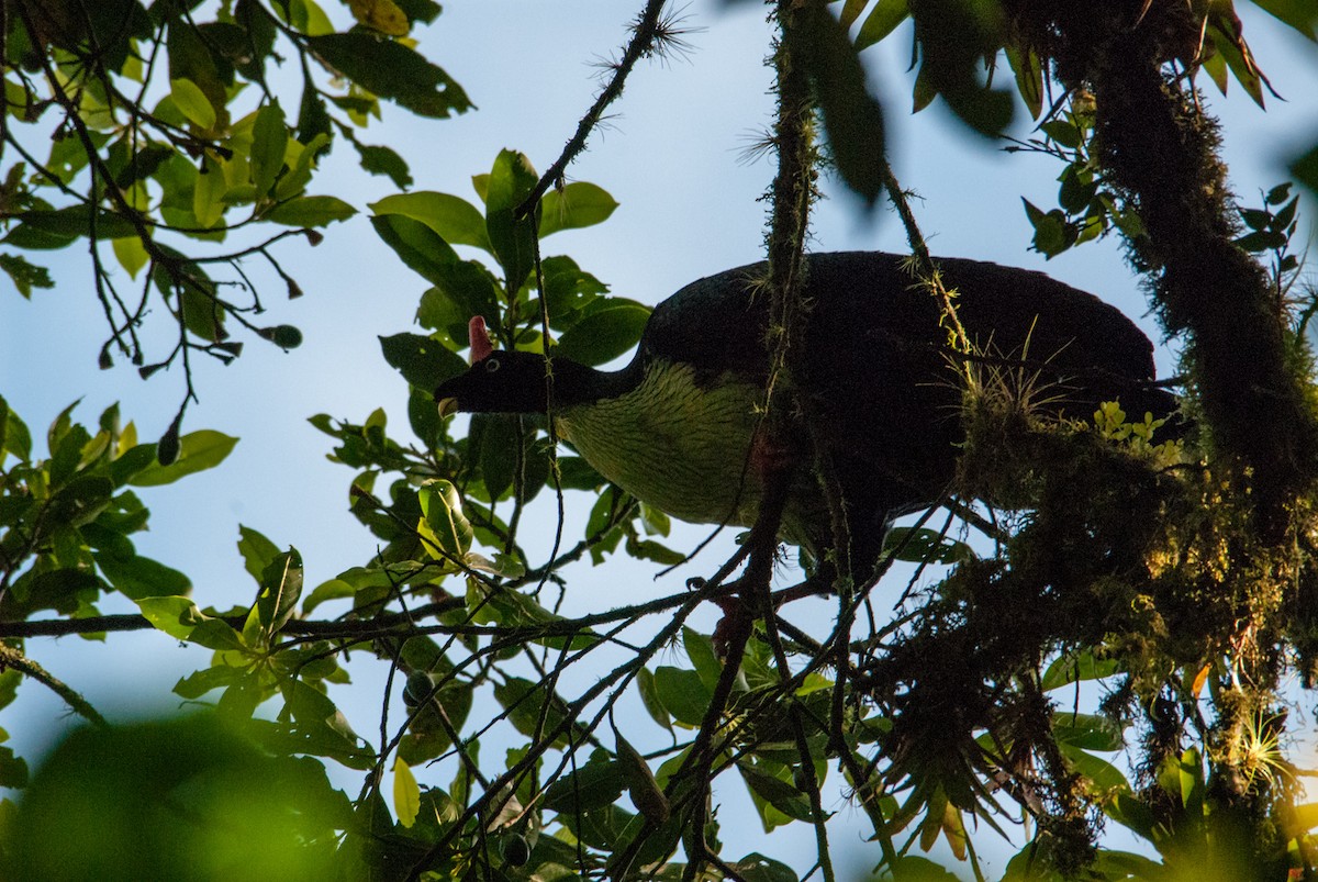 Horned Guan - José de Jesús Moreno Navarro