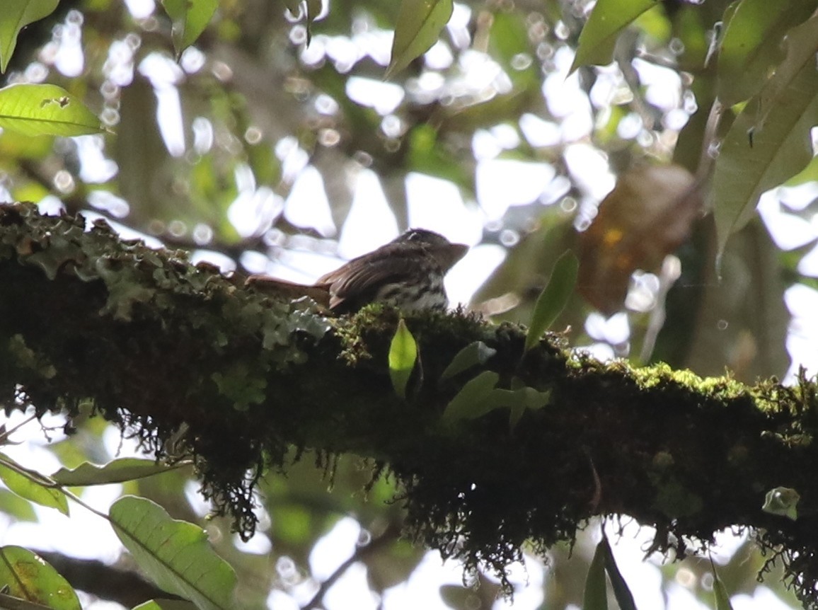 African Broadbill - ML136851111