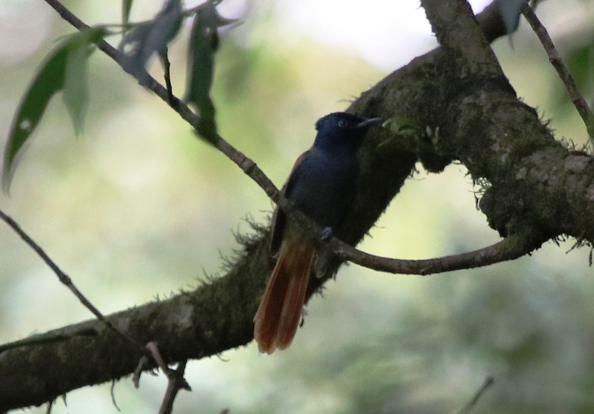 Black-headed x African Paradise-Flycatcher (hybrid) - ML136851931