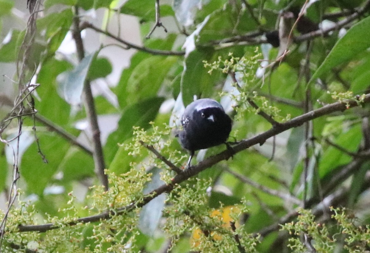 Gray-headed Nigrita - ML136852311