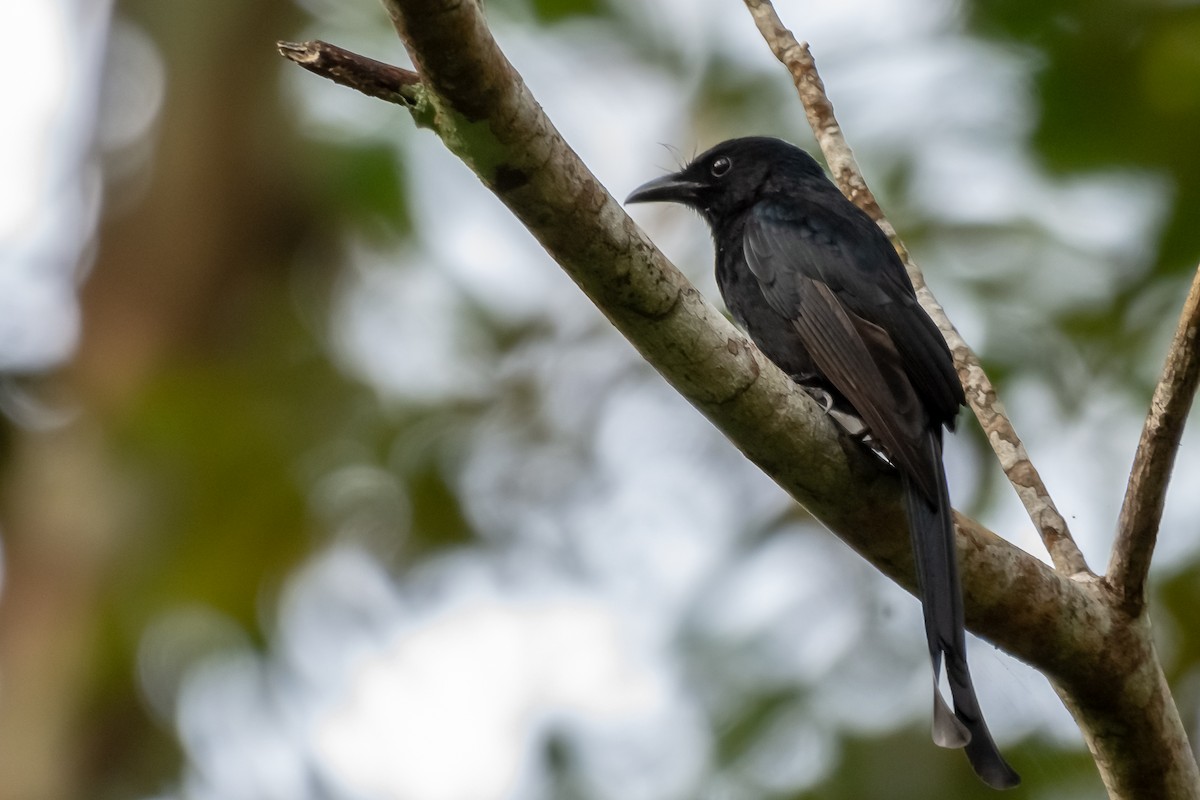 Andaman Drongo - Balaji P B
