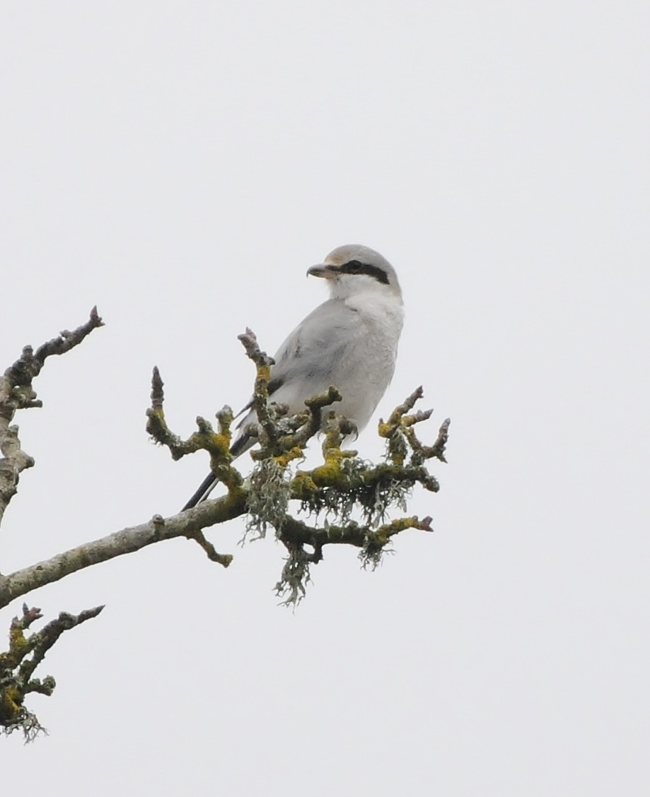 Northern Shrike - Rachel Hudson