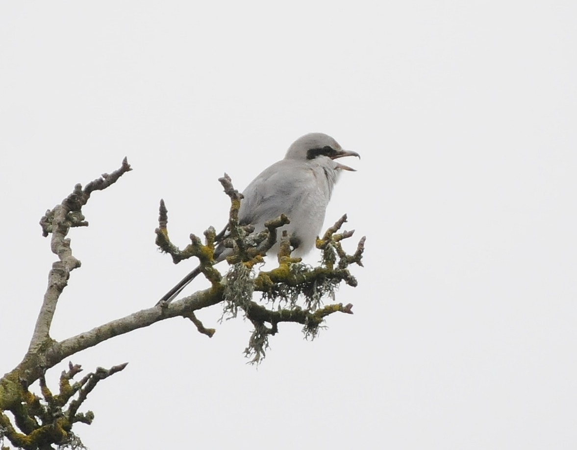 Northern Shrike - Rachel Hudson