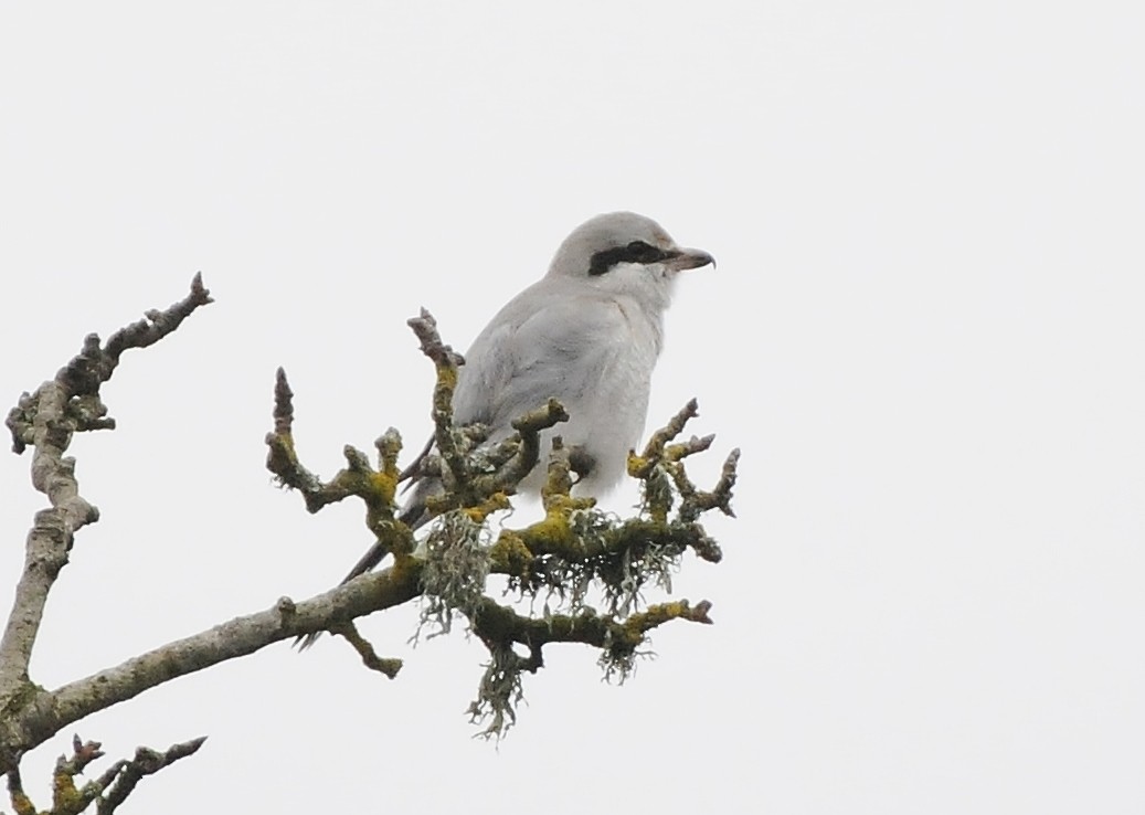 Northern Shrike - ML136852511